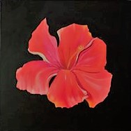 Une Hibiscus de Hawaii